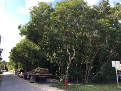 Road with trees