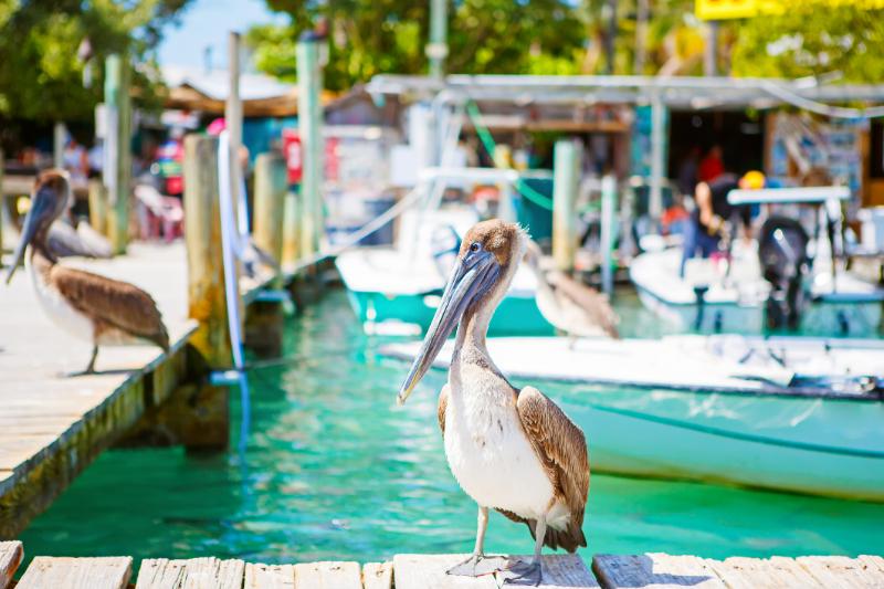 pelican on Islamorada