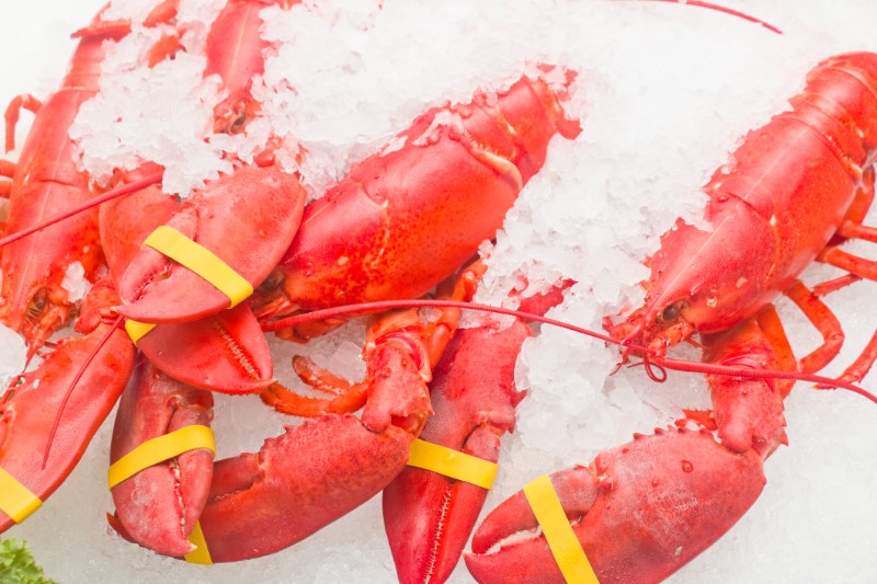 Row of fresh lobsters on ice